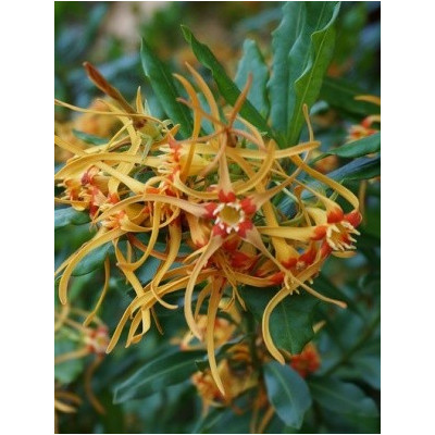 STROPHANTHUS speciosus 4 semena