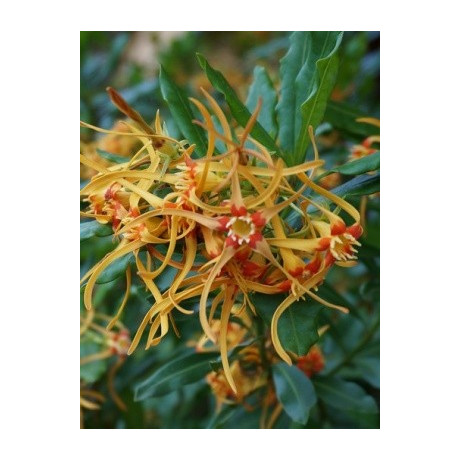 STROPHANTHUS speciosus 4 semena