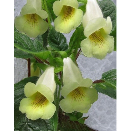 SINNINGIA conspicua 30 semen