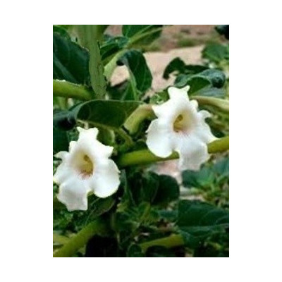 ROGERIA longiflora 5 semen