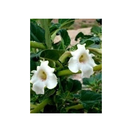 ROGERIA longiflora 5 semen