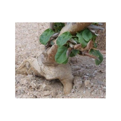 ROGERIA longiflora 5 semen