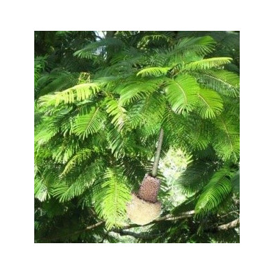 PARKIA timoriana "Stromová fazole" 5 semen