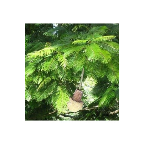 PARKIA timoriana "Stromová fazole" 5 semen