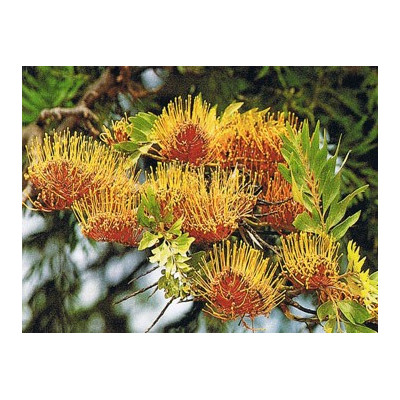 GREVILLEA robusta"Australský doubek" 10 semen