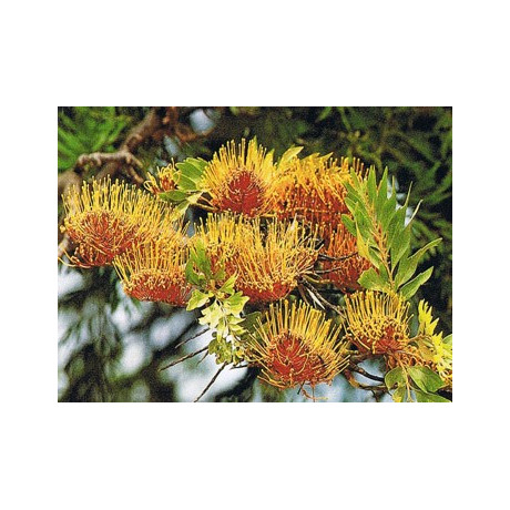 GREVILLEA robusta"Australský doubek" 10 semen