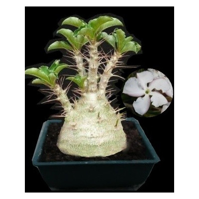 PACHYPODIUM saundersii 3 semena