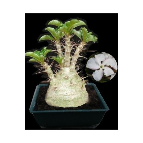 PACHYPODIUM saundersii 3 semena