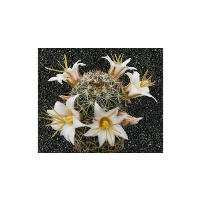MAMMILLARIA lousiae 10 semen