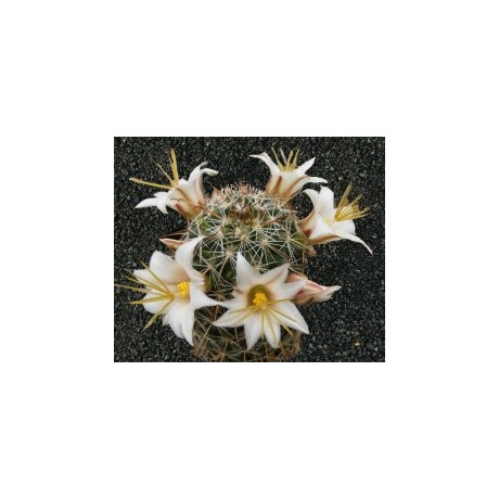 MAMMILLARIA lousiae 10 semen