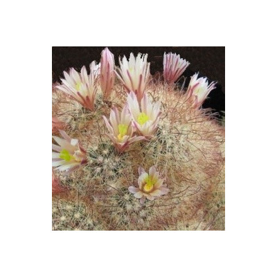 MAMMILLARIA carretii 10 semen