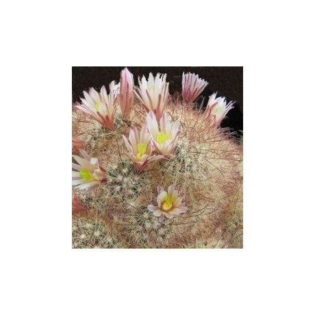 MAMMILLARIA carretii 10 semen
