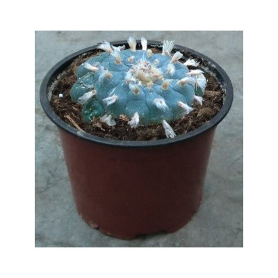 LOPHOPHORA williamsii var. pluricostata 8 semen