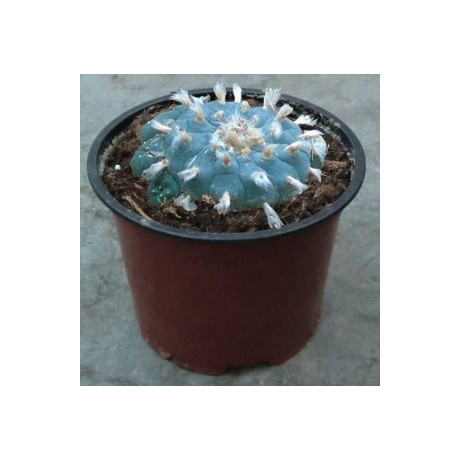 LOPHOPHORA williamsii var. pluricostata 8 semen
