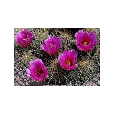 ECHINOCEREUS stramineus 15 semen