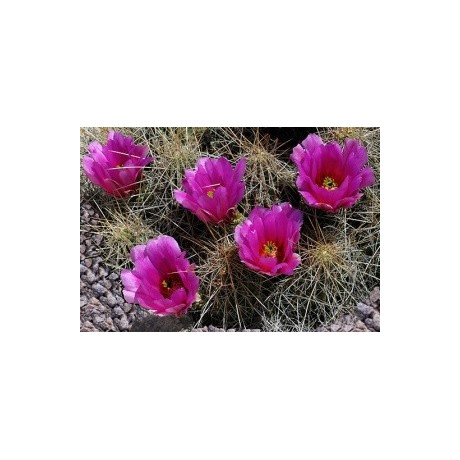 ECHINOCEREUS stramineus 15 semen