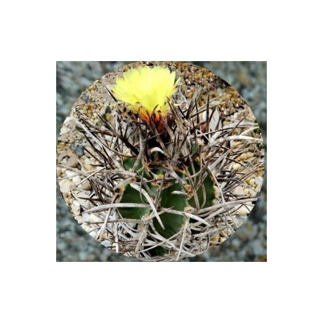 ASTROPHYTUM capricorne v. crassispinum 20 semen