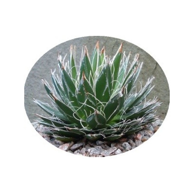 AGAVE filifera var. compacta 5 semen
