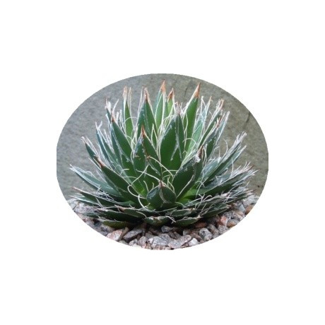 AGAVE filifera var. compacta 5 semen