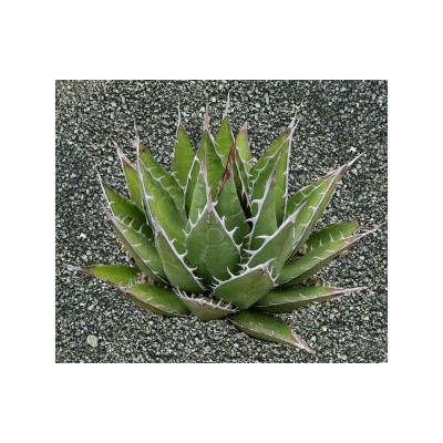 AGAVE horrida subsp. perotensis 5 semen