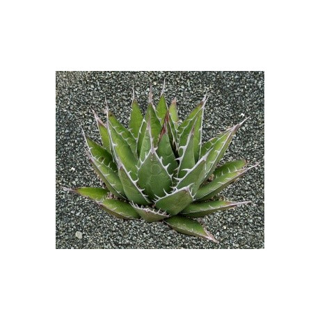 AGAVE horrida subsp. perotensis 5 semen