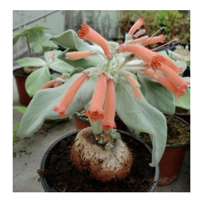 REICHSTENERIA leucotricha 30 semen