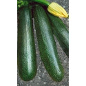 TYKEV - CUKETA Startgreen (F1) (Cucurbita pepo L.) 5 semen