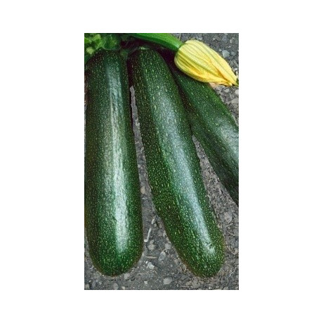 TYKEV - CUKETA Startgreen (F1) (Cucurbita pepo L.) 5 semen