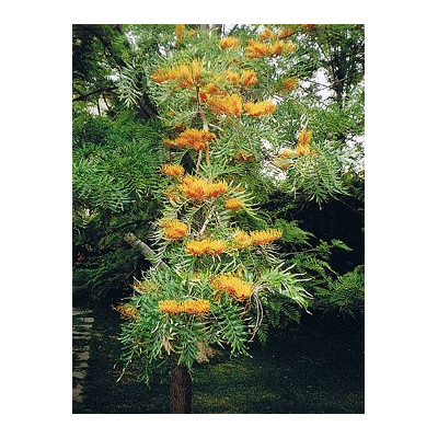 GREVILLEA robusta"Australský doubek" 10 semen