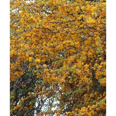 Acacia farnesiana 5 semen 