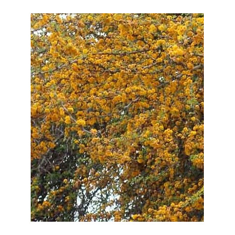 Acacia farnesiana 5 semen 