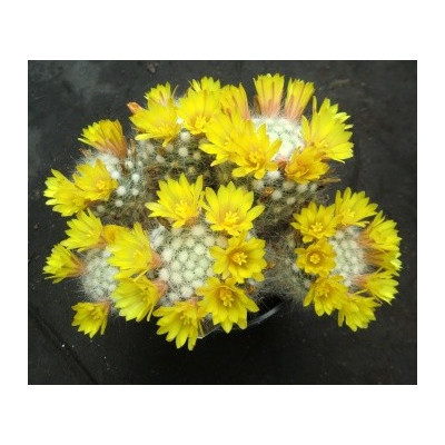 Dolichothele baumii (Mammillaria baumii) 10 semen