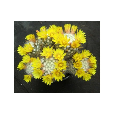 Dolichothele baumii (Mammillaria baumii) 10 semen