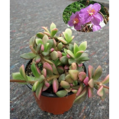 Anacampseros rufescens Sand Rose 30 semen