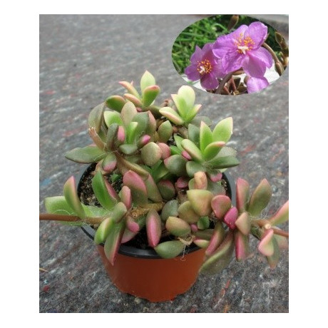 Anacampseros rufescens Sand Rose 30 semen