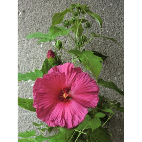 Hibiscus  Jazzberry Jam 5 semen