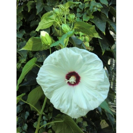 Hibiscus moscheutos Old Yella 5 semen