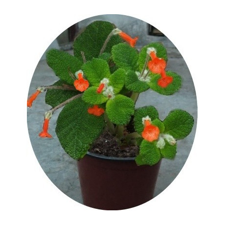 Sinningia bullata 30 semen