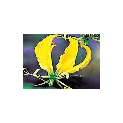 Gloriosa superba Yellow 3 semena