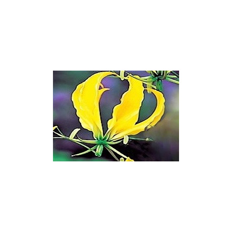 Gloriosa superba Yellow 3 semena