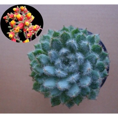 Echeveria setosa var. deminuta 30 semen