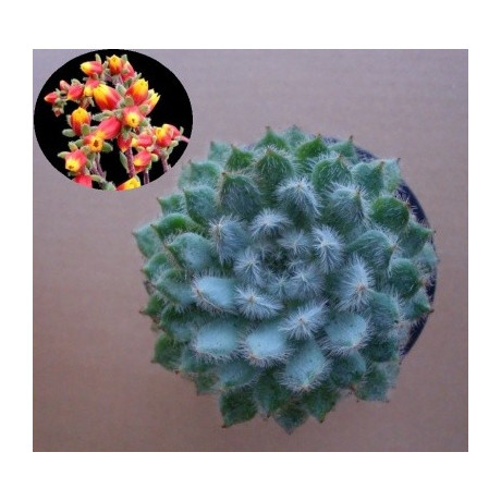 Echeveria setosa var. deminuta 30 semen
