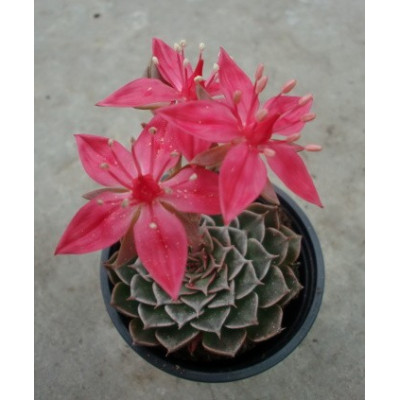 Tacitus bellus (Graptopetalum bellum) 30 semen