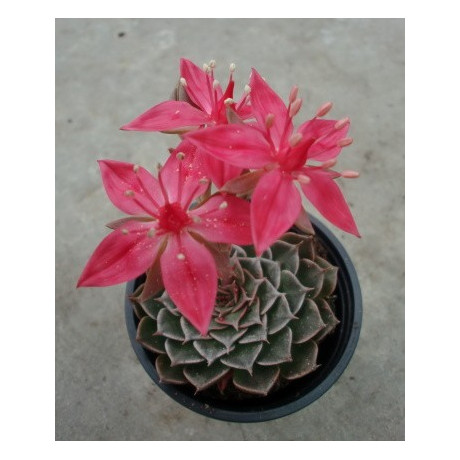 Tacitus bellus (Graptopetalum bellum) 30 semen