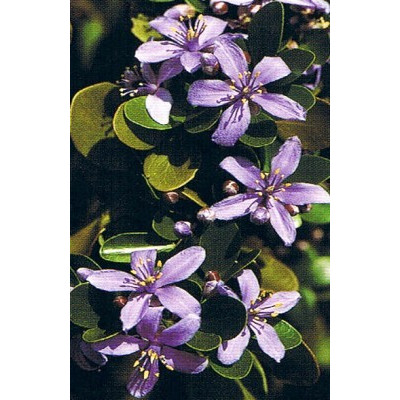 GUAIACUM officinale "Lignum -vitae" 4 semena