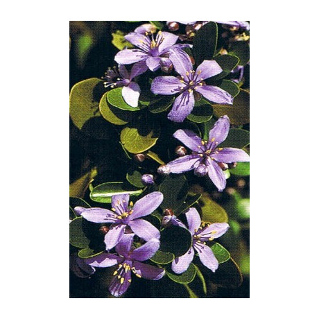 GUAIACUM officinale "Lignum -vitae" 5 semen