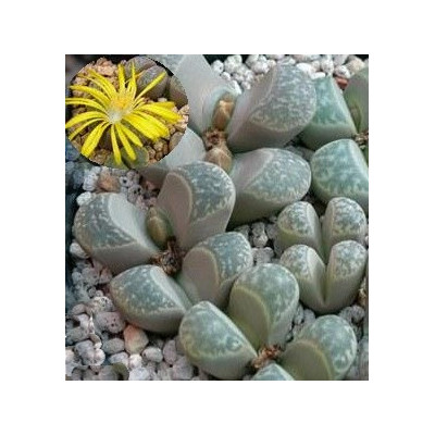 Lithops helmuti C. 271 "Živé kameny" 10 semen