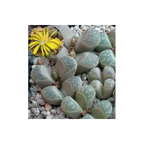 Lithops helmuti C. 271 "Živé kameny" 10 semen