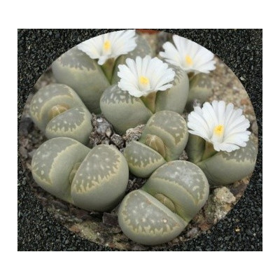 Lithops marmorata var. marmorata 'Umdausensis' 10 semen