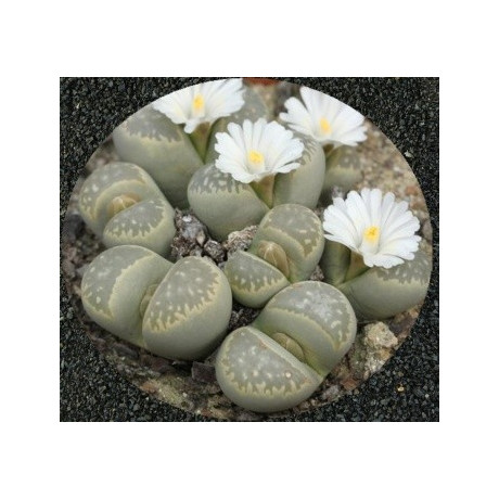 Lithops marmorata var. marmorata 'Umdausensis' 10 semen